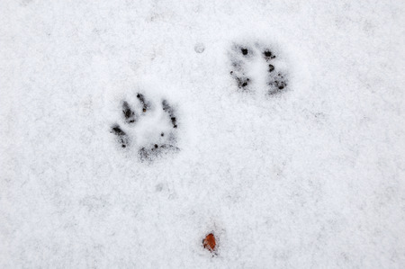 Few traces of dog on the thin snow.の写真素材