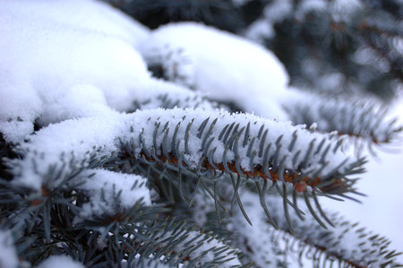 Sprig of fir covered with snow in winter.の写真素材