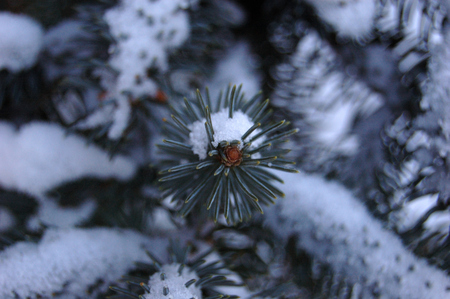 Sprig of fir covered with snow in winter.の写真素材