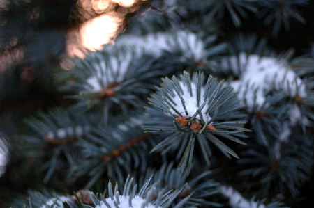 Sprig of fir covered with snow in winter.の写真素材