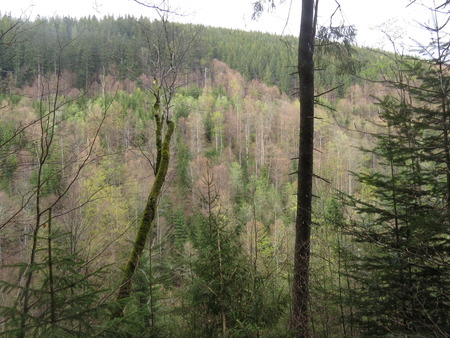 Mixed forest in the Carpathian mountains in summer.の写真素材
