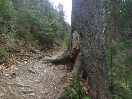 The path in the mountains, enclosed by a wooden fence.の写真素材