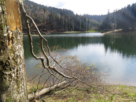 Synevir Lake in the Carpathian Mountains in the early morning.の写真素材