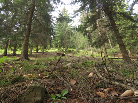 Mixed forest in the Carpathian mountains in summer.の写真素材