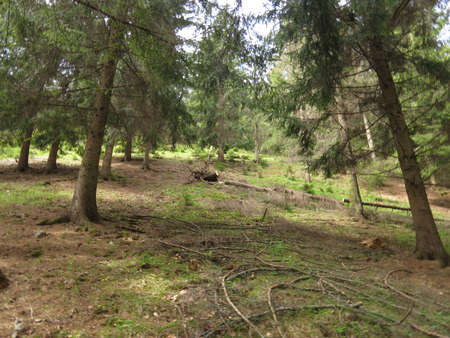 Mixed forest in the Carpathian mountains in summer.の写真素材