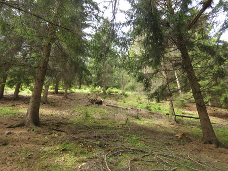 Mixed forest in the Carpathian mountains in summer.の写真素材