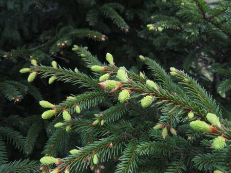 Young shoots light green fir on the background of the old leaves.の写真素材