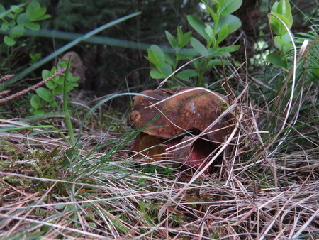 Close, but low boletus growing in the Carpathian forest after the rain.の写真素材