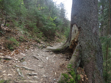 The path in the coniferous forest in the mountains of the Carpathians.の写真素材
