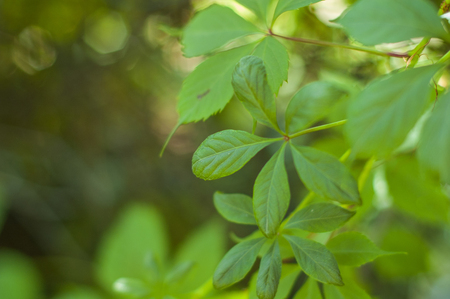 Large green leaves of ivy in the summer.の写真素材