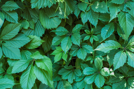 Large green leaves of ivy in the summer.の写真素材