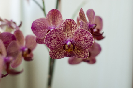 Some orchid colorful flowers on a spike.の写真素材