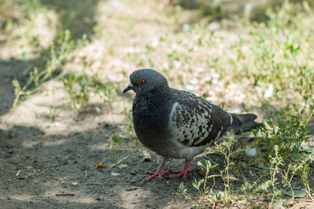 Pigeons in the park in the summer on a mixed background.の写真素材
