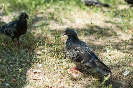 Pigeons in the park in the summer on a mixed background.の写真素材