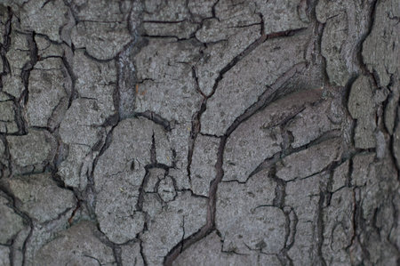 Background - a crack in a large old tree.