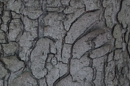 Background - a crack in a large old tree.の写真素材
