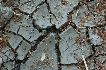 abstract background - gray cracked waterless soil and plants
