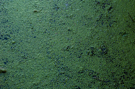 Dark green background formed by duckweed on the water.
