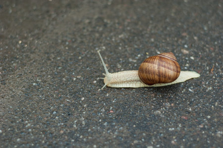 A small snail crawling on wet asphalt