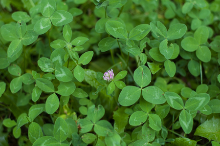 Green background from plants with narrow leaves lengthwiseの写真素材