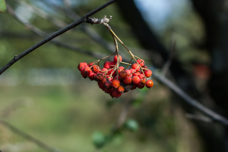 Some berries of mountain ash in the autumn on a green background.の写真素材