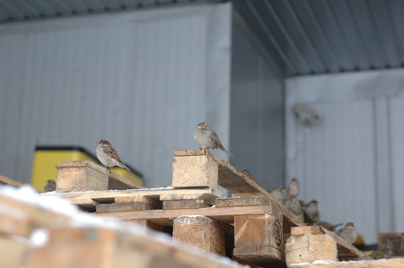 Several pallets near the store in winter.の写真素材