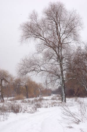 Winter landscape: a large tree on the background of the rest of the snow-covered surface.の写真素材