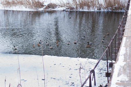 Ducks swim in the water in the winter.の写真素材