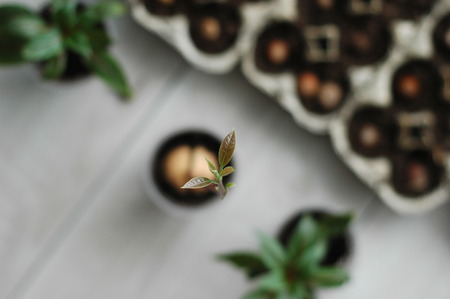 A small sprout close up is a top view.の写真素材