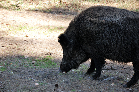 Wild pigs are walking through the forest.の写真素材