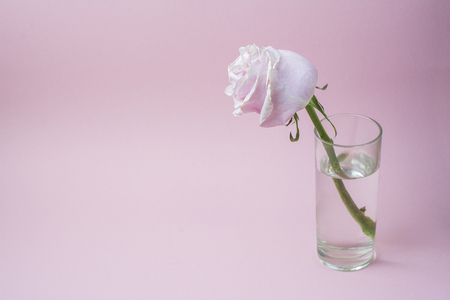 Pink rose in a glass on pink backgroundの写真素材
