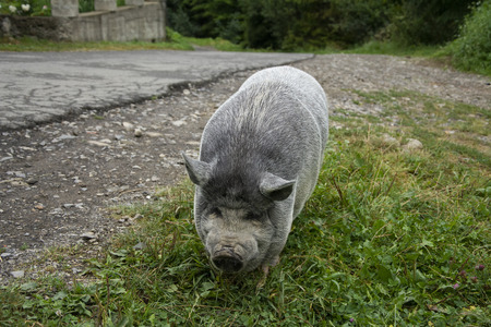 Beautiful gray small domestic pig on the road.の写真素材
