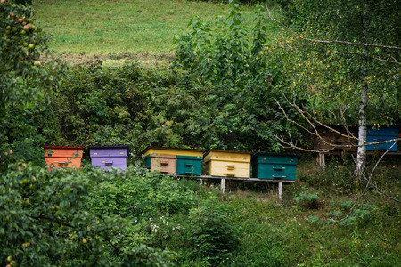 Multicolored wooden bee hives in the garden.の写真素材