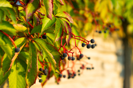 Several bunches of wild grapes on a green background.の写真素材