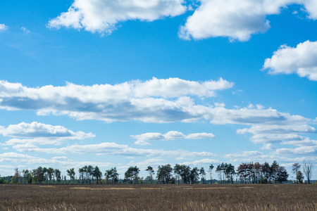 Simple rural landscape: overgrown field and blue sky.の写真素材