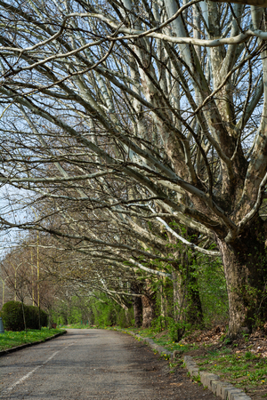 Alley of bare trees in the spring in the park.の写真素材