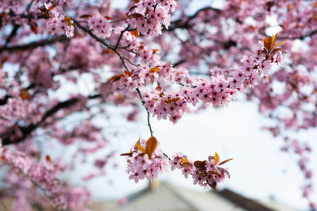 Pink cherry wildly blooms in the garden in April.