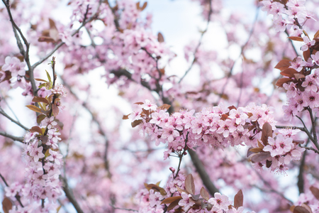 Pink cherry wildly blooms in the garden in April.の写真素材