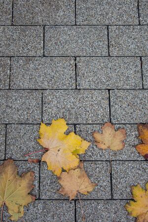 Yellow leaves lie on the sidewalk in the fall.の写真素材