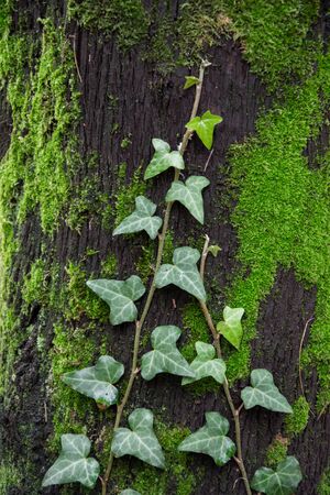Several branches of English ivy weave through the tree.の写真素材