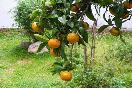 Many tangerines hanging on a tree in the garden.の写真素材