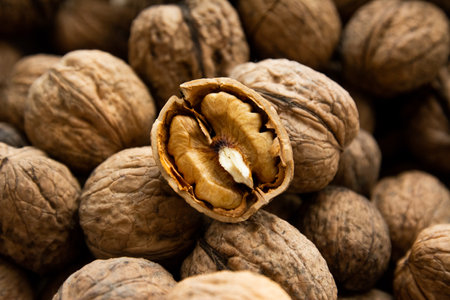 Walnut kernel against the background of other walnutsの写真素材
