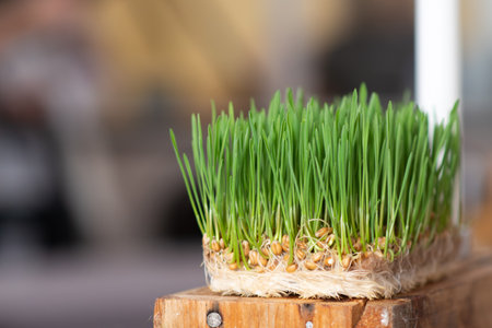 Green sprouted wheat with visible roots on a wooden surfaceの写真素材