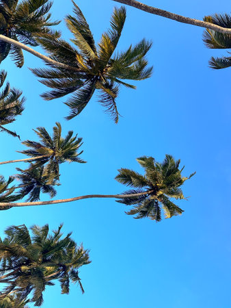 Palm trees against the sky, photographed from below on a sunny day.の写真素材