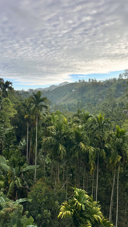 Panoramic view of a lush tropical valley with tall palm trees and mountains.の写真素材