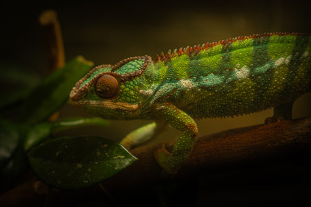 Close-up of a colorful chameleon climbing a branch in low light conditions.の写真素材