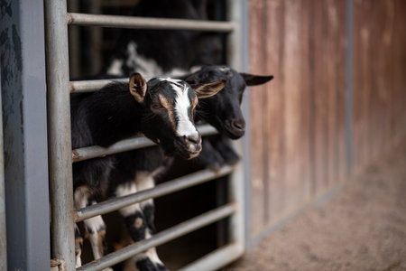 Two curious goats peek through a metal fence inside a rustic farm barn.