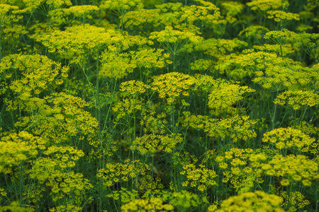 many blooming dill umbrellas on the field in summer