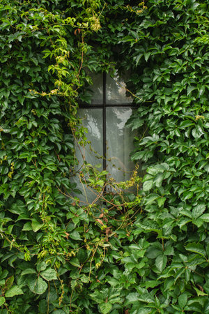 Old wooden window surrounded by wild ivyの写真素材