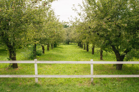 Two rows of apple trees in the garden behind a wooden fenceの写真素材
